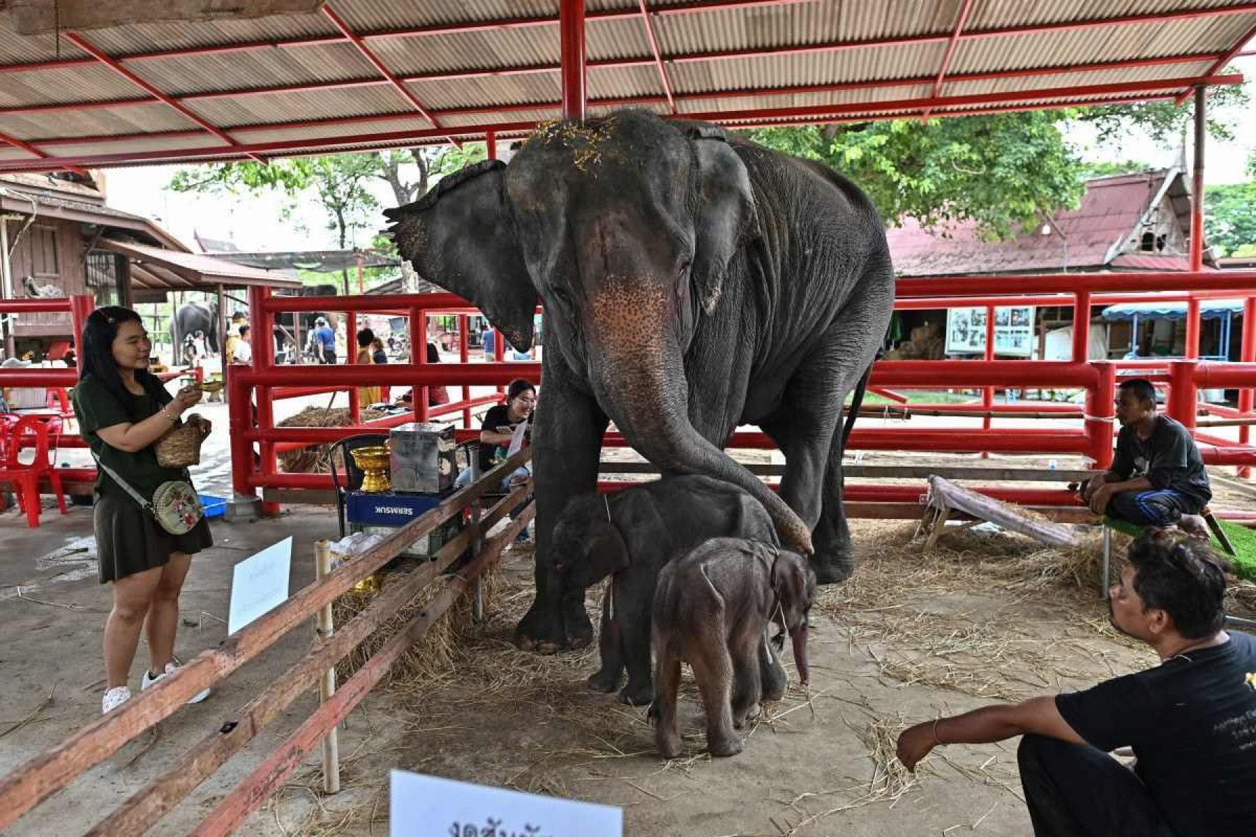 O raro nascimento de elefantes gêmeos na Tailândia