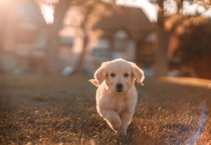 Cachorro feliz correndo -  (crédito: Unsplash/Reprodução)