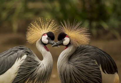 Com suas cores vibrantes, plumagens elaboradas e comportamentos únicos, as aves são verdadeiras joias da natureza. Elas são admiradas não apenas por sua beleza, mas também por sua diversidade.  -  (crédito: Frank Winkler por Pixabay)