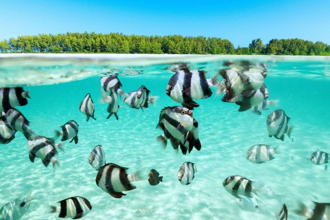 As altas temperaturas do mar, causadas pelas mudanças climáticas, prejudicam os corais -  (crédito: Getty Images)