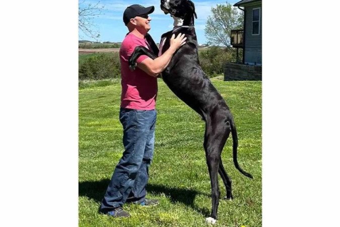 Kevin, o cachorro mais alto do mundo -  (crédito: Guinness World Records/ reprodução)