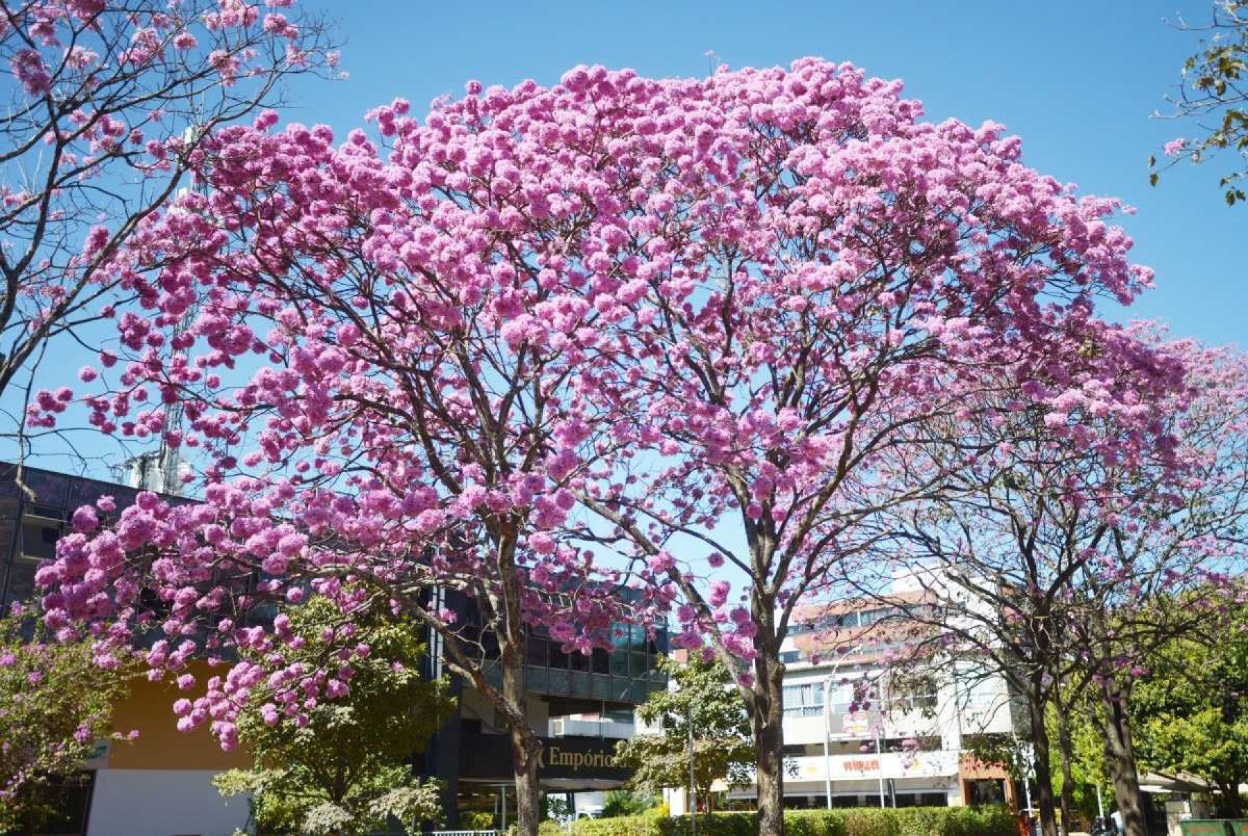 Floração do ipê-roxo está no auge em Brasília