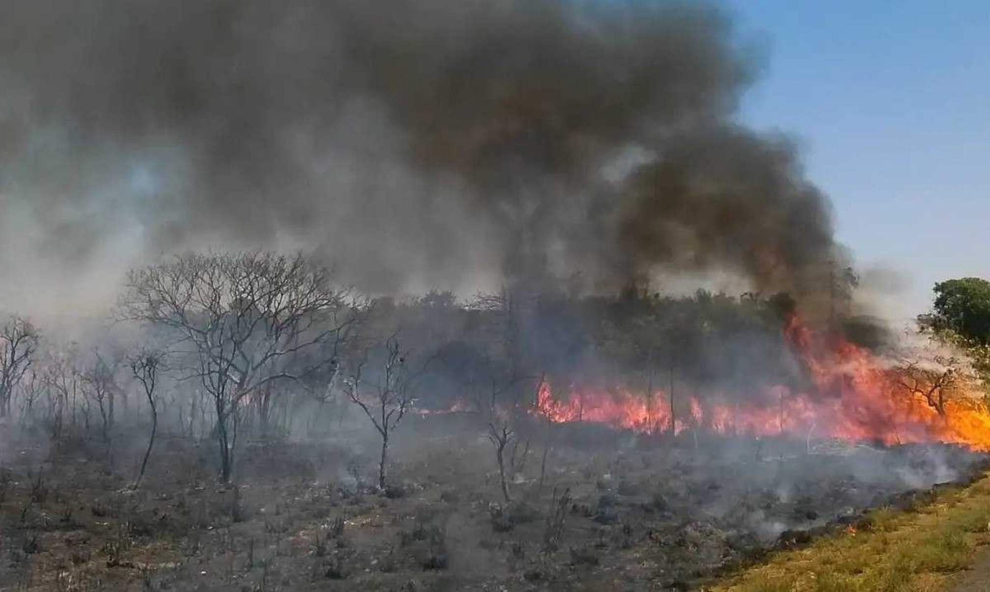 Três estados concentram quase metade da área queimada no Brasil