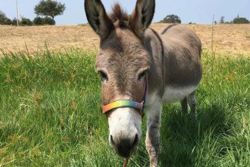 Perry, burro que serviu de modelo para personagem do filme Shrek -  (crédito: Divulgação/Barron Park Donkeys)