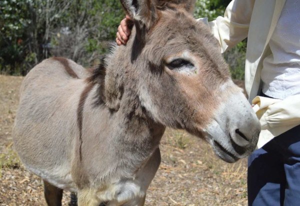 Divulgação/Barron Park Donkeys