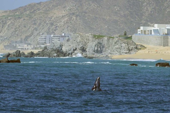A população de baleias cinzentas, que vivem na costa do Pacífico, está cada vez menor, desde 2000