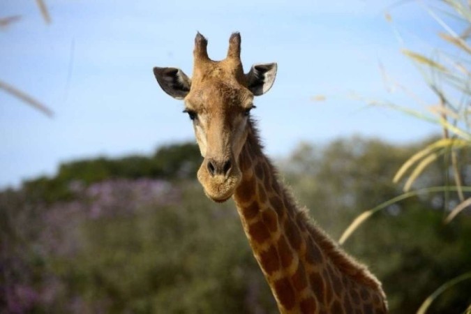 O restaurante Giraffas comemora o dia mundial da girafa com sanduíche de graça  -  (crédito: Marcelo Ferreira/CB/D.A Press)