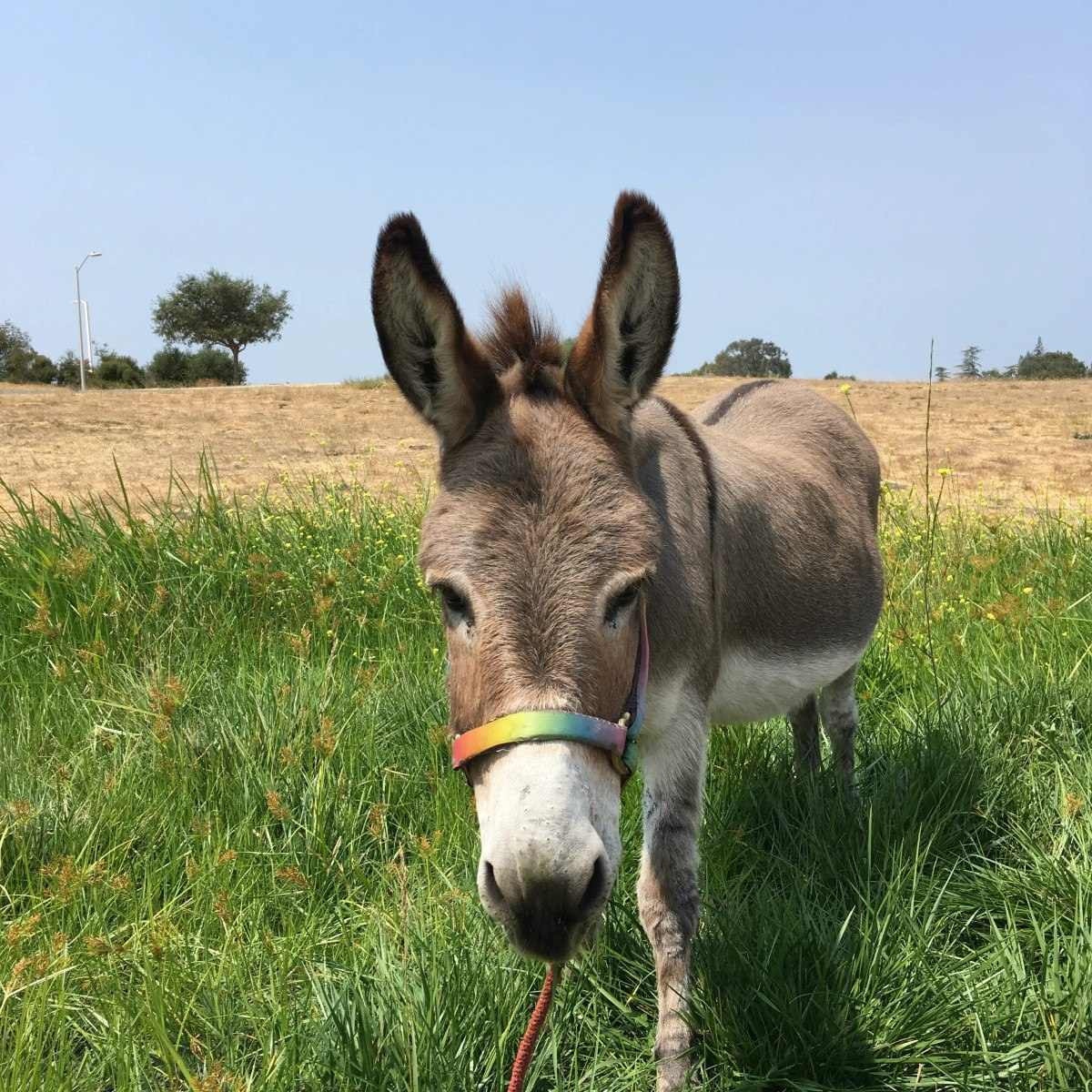 Morre burro Perry aos 30 anos, inspiração do personagem de Shrek