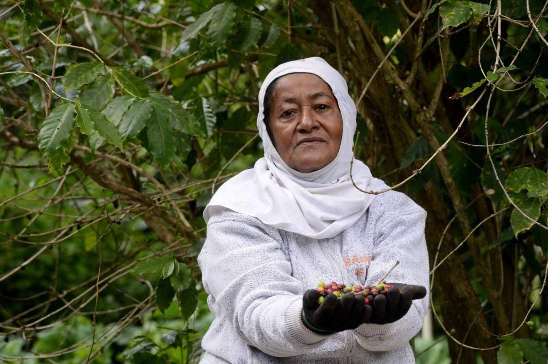 Maria Odete Cardoso trabalha na colheita do café no sítio Alegria