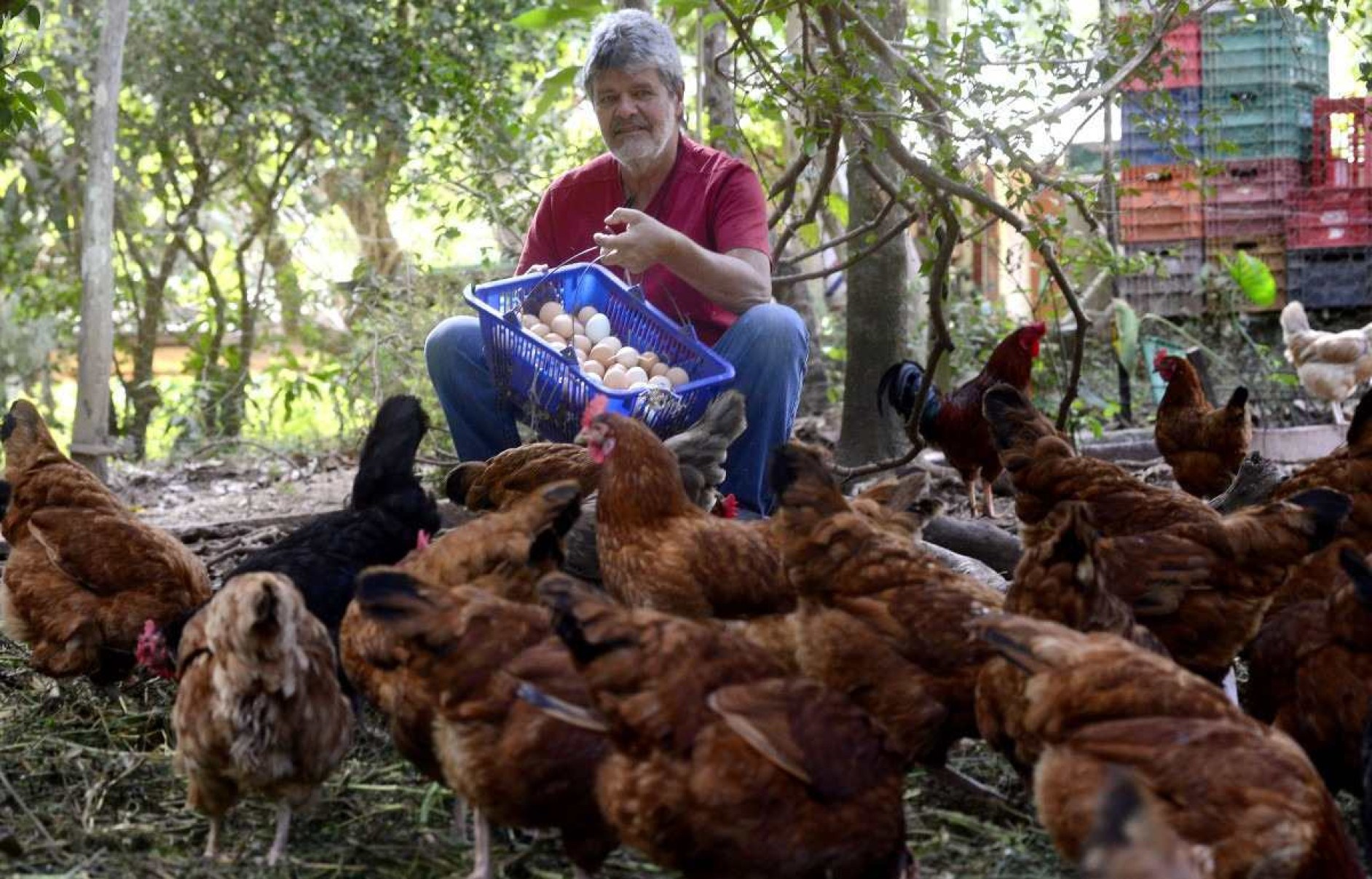 O sítio Alegria conta com 500 galinhas