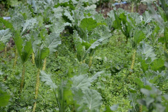  Planta&ccedil;&atilde;o em Brazl&acirc;ndia: agricultura familiar, Agroecologia e Agrofloresta