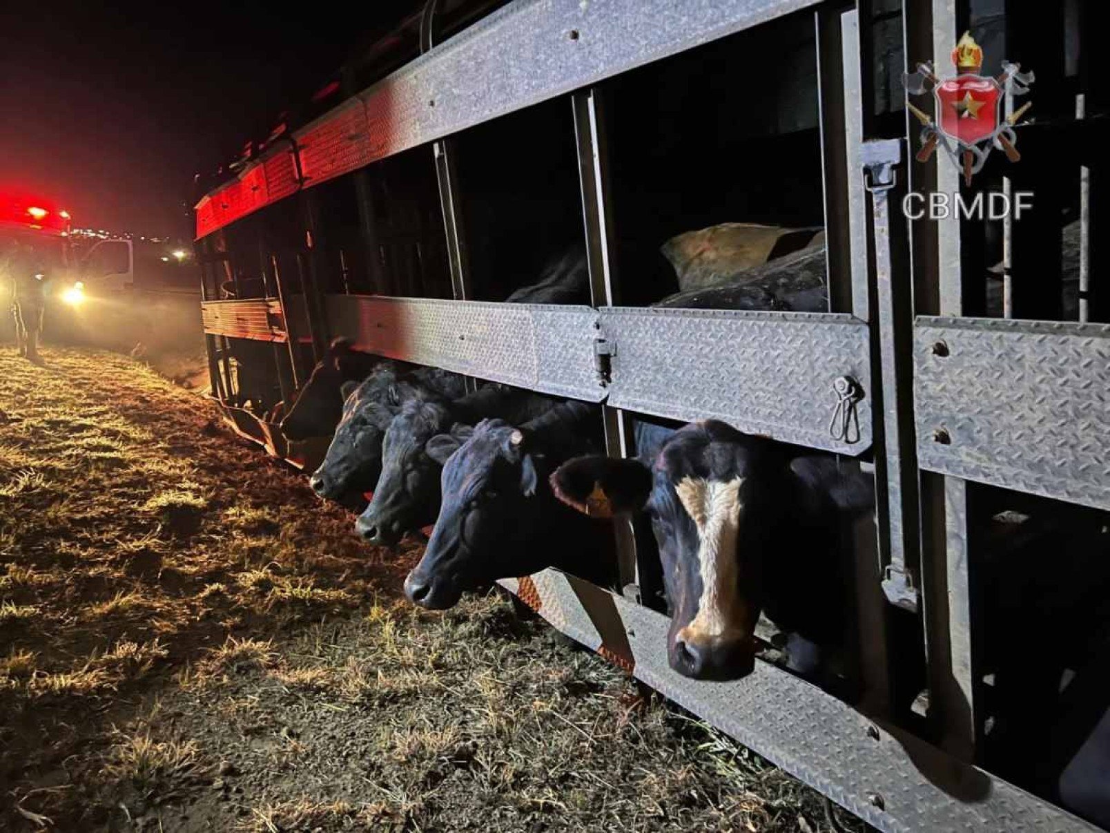 Carreta carregada de bois tomba e deixa duas pessoas feridas na BR-060