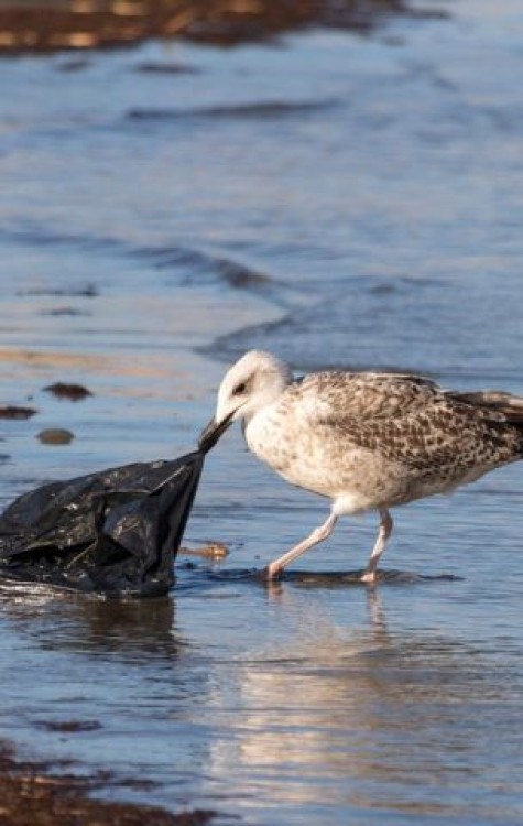 Anualmente, são descartadas milhões de toneladas de lixo no mar, o que inclui grandes e minúsculos pedaços de plástico. Isso prejudica as espécies marinhas e afeta toda a cadeia alimentar do mar. -  (crédito: Ilie Barna por Pixabay)