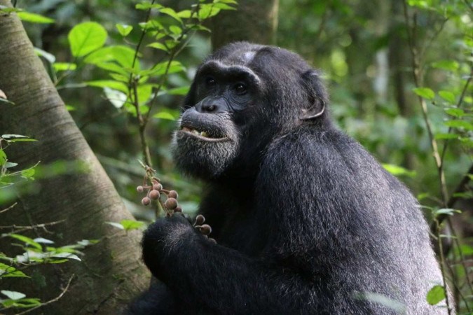 Símio da Reserva Florestal de Budongo, em Uganda, alvo de monitoramento   -  (crédito:  Elodie Freymann, CC-BY 4.0)