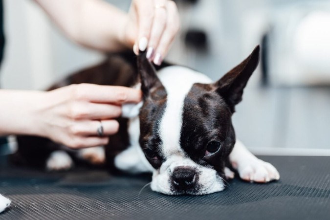 Limpar a orelha do cachorro regularmente ajuda a prevenir infecções (Imagem: hedgehog94 | Shutterstock) -  (crédito: EdiCase - Geral)