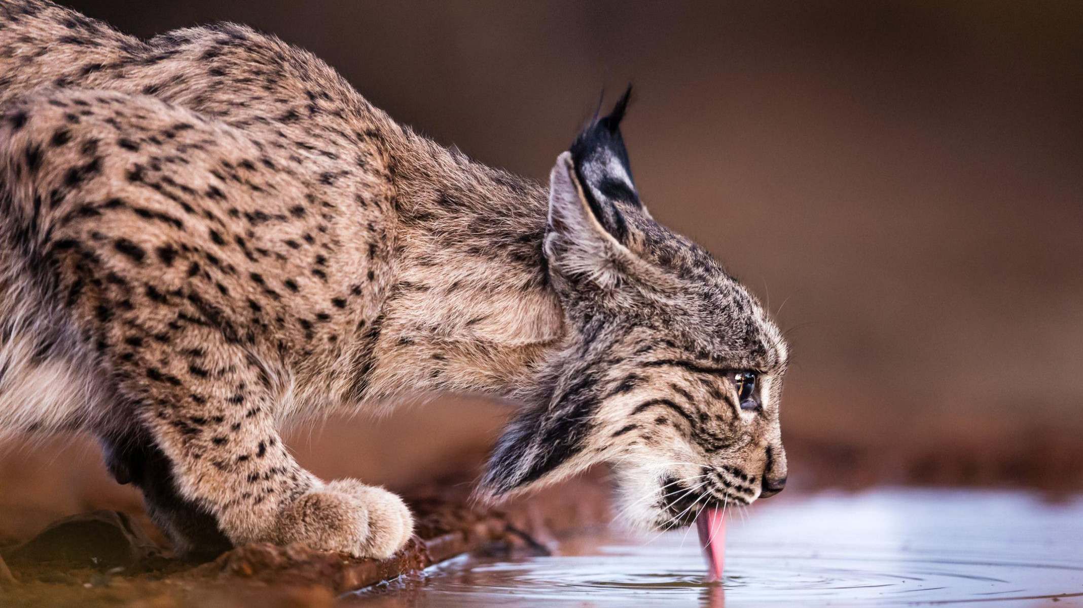 Por que um dos felinos mais raros do mundo não está mais ameaçado de extinção