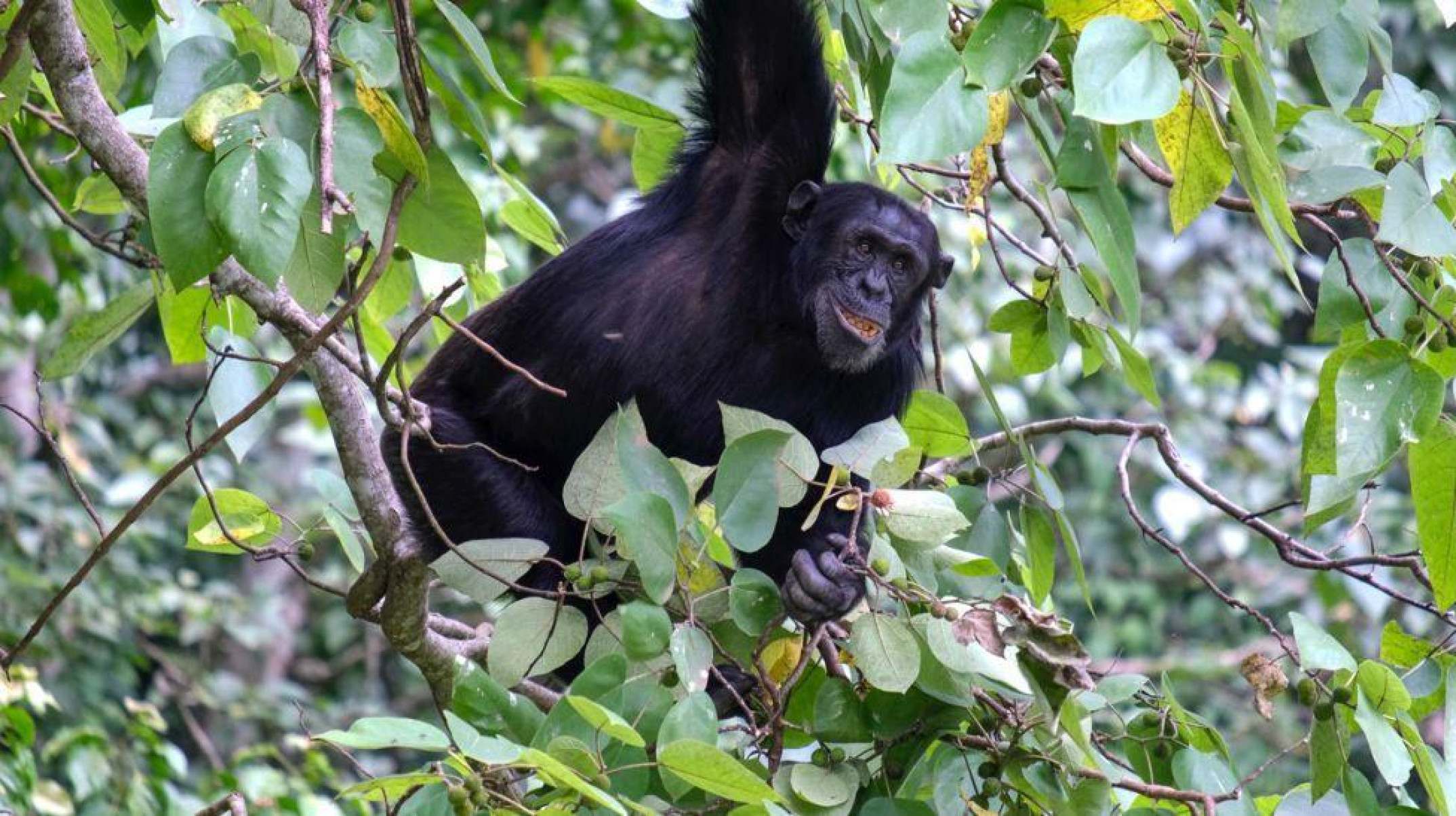 Chimpanzés se 'curam' com plantas medicinais, diz pesquisa