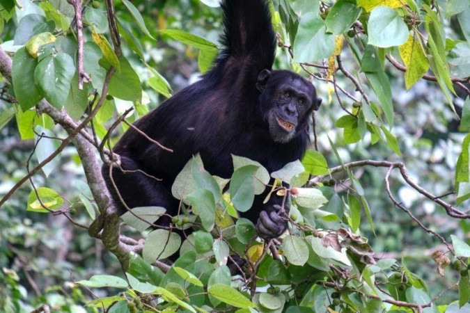 O foco do estudo eram chimpanzés que mostravam sinais de ferimentos ou doenças  -  (crédito: ELODIE FREYMAN)