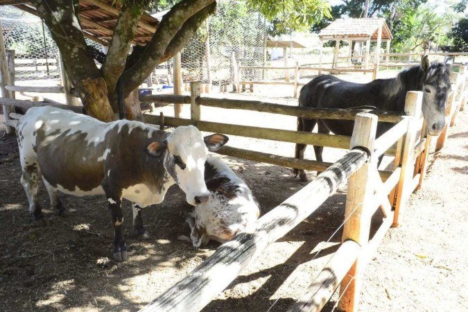 Rancho Canabrava oferece contato com animais e culinária mineira