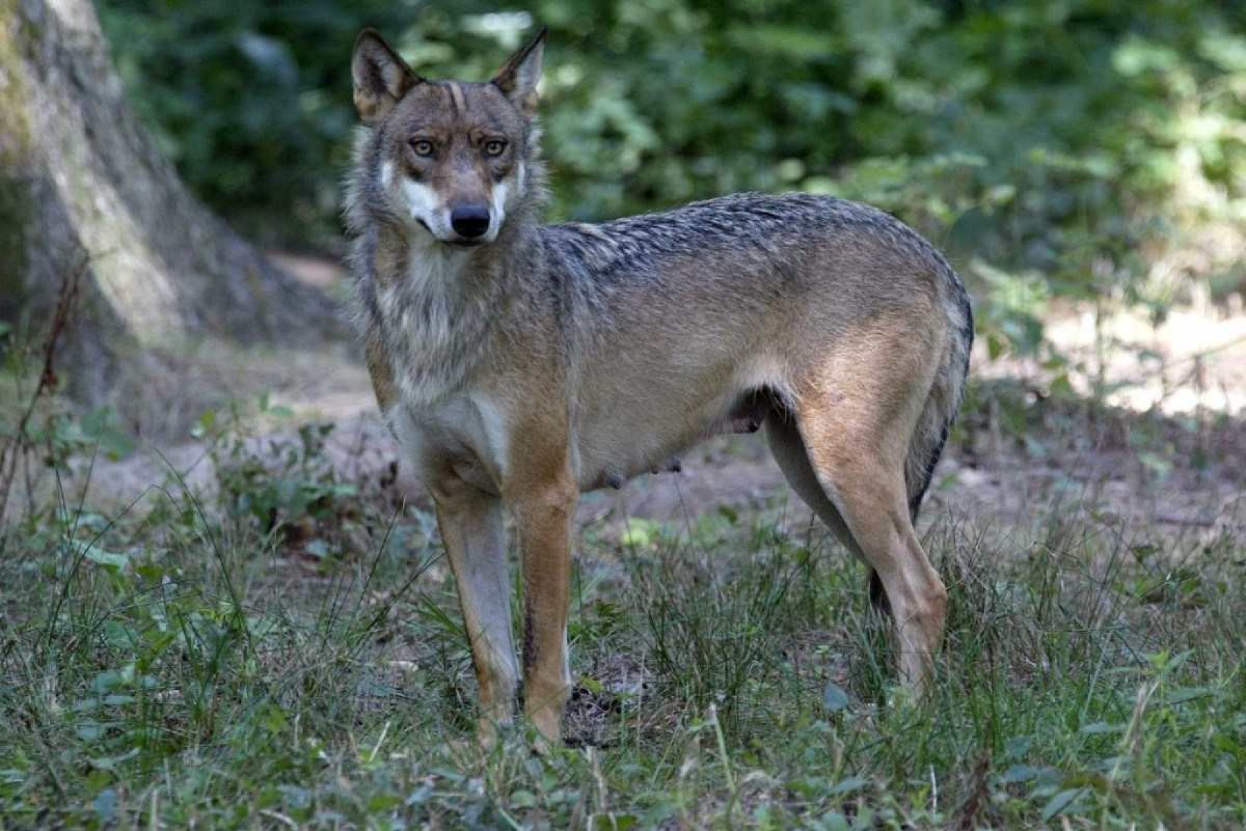 Lobos atacam e deixam mulher gravemente ferida em zoológico na França