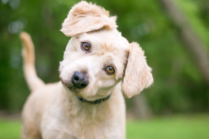 Cachorros têm o hábito de inclinar a cabeça para o lado, algo considerado fofo para muitos tutores (Imagem: Mary Swift | Shutterstock) -  (crédito: EdiCase - Geral)