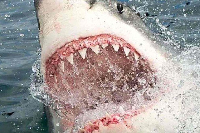 O tubarão que atacou Hannah Mighall mordeu sua prancha antes de permitir que ela voltasse à superfície -  (crédito: MALCOLM MIGHALL)
