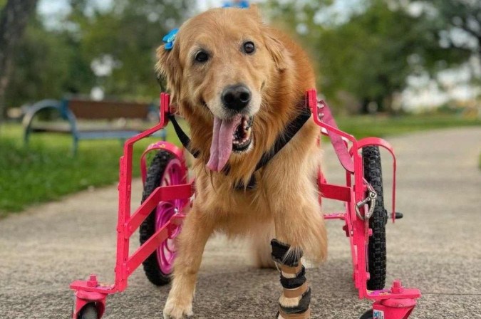 Com muito amor e parceria, animais com deficiência vão além dos desafios