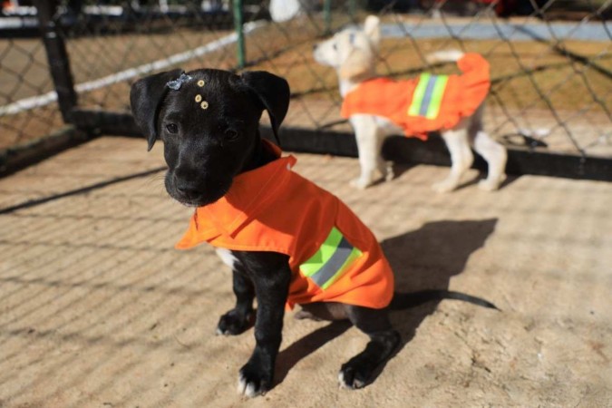 Mais de 20 cães estarão disponíveis para adoção na feira -  (crédito: Vinícius Mendonça/ SLU)