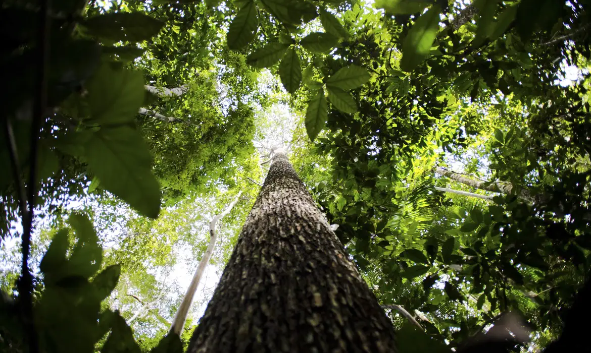 Em nova doação, Noruega repassa mais de R$ 270 mi ao Fundo Amazônia -  (crédito: EBC)