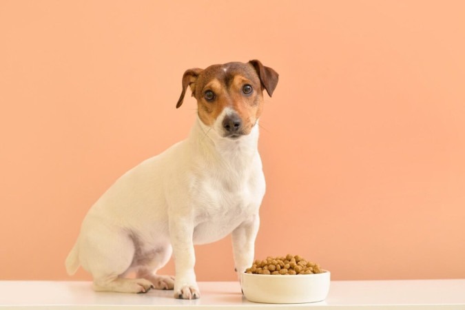 Manter as formigas longe do pote de ração garante a saúde dos pets e a qualidade dos alimentos (Imagem: Pixel-Shot | Shutterstock) -  (crédito: EdiCase - Geral)