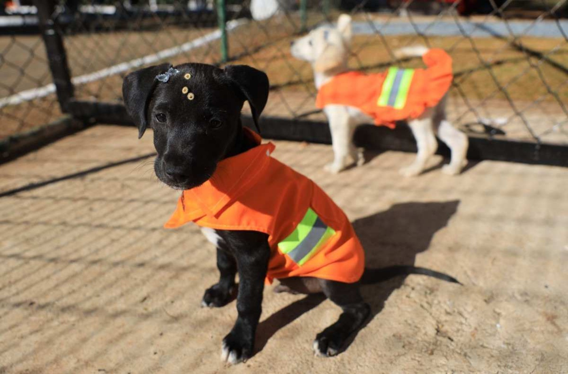 Projeto de adoção responsável de cães chega ao Parque da Cidade no sábado