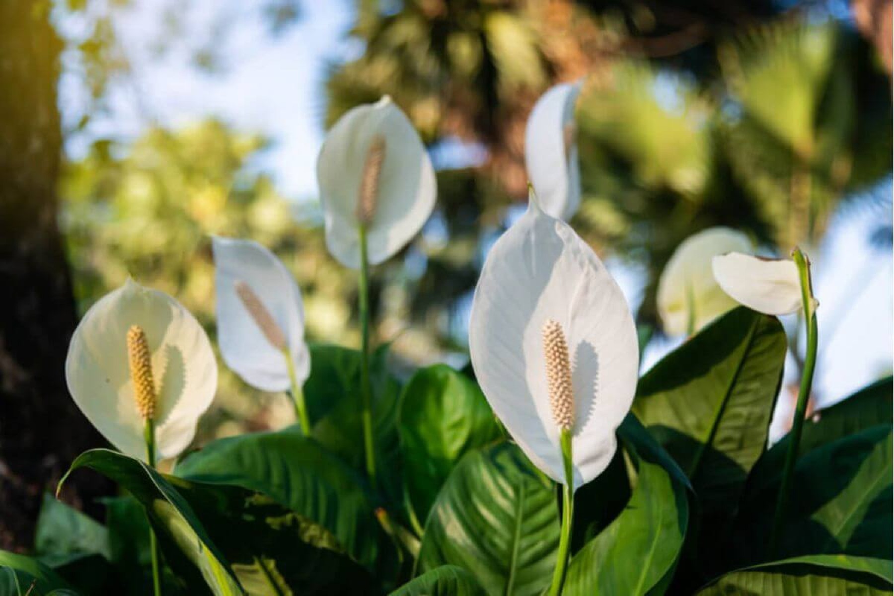 3 plantas e cristais para afastar a inveja e o mau-olhado de casa