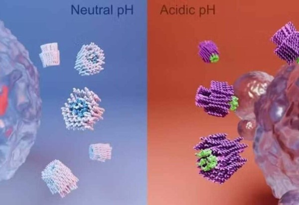 O mecanismo é ativado pelo contato com pH ácido no entorno do tumor -  (crédito:  Divulgação/Boxuan Shen)
