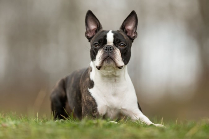 O cachorro boston terrier é amigável e companheiro (Imagem: BIGANDT.COM | Shutterstock) -  (crédito: EdiCase - Pets -> Revista do CB)