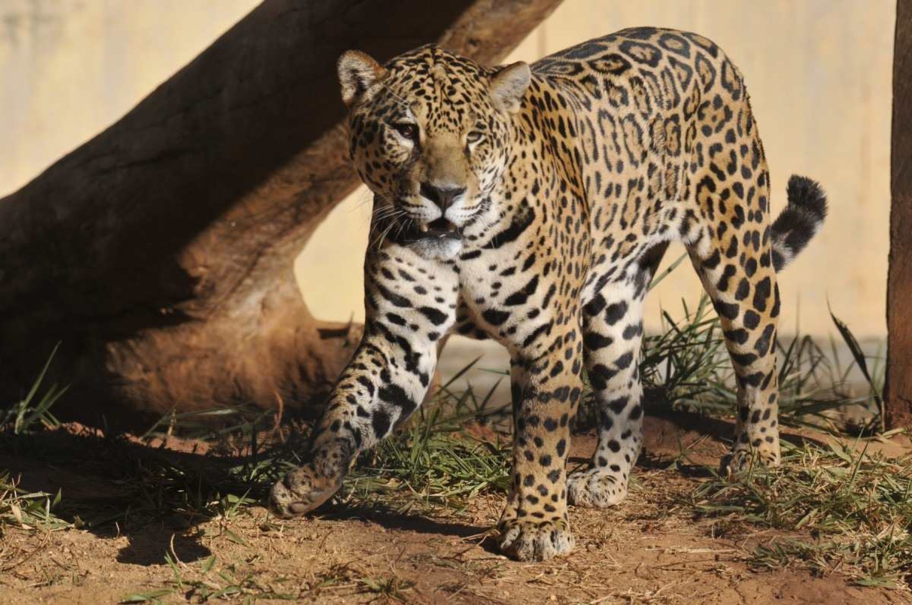 Jardim Zoológico de Brasília