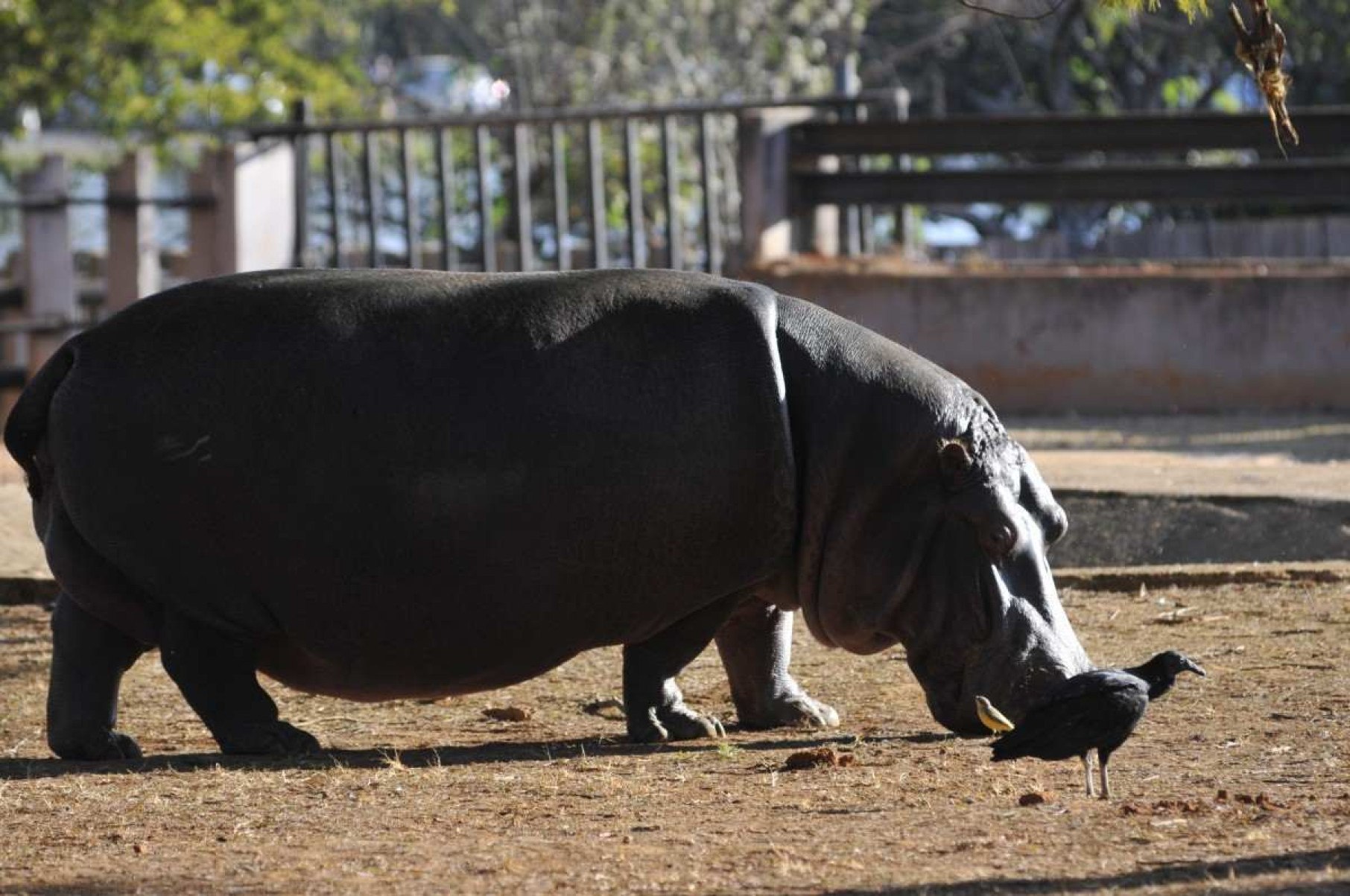 Jardim Zoológico de Brasília