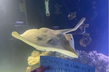 Arraia Charlotte vivia junto com tubarões em aquário na Carolina do Norte -  (crédito: Reprodução/Aquarium & Shark Lab Team ECCO)