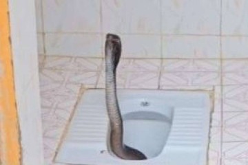 Cobra encontrada em banheiro foi resgatada por especialista em capturar esse tipo de animal -  (crédito: Mukesh Mali/Reprodução)