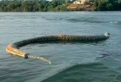 Viralizou nas redes sociais o momento em que um comerciante esbarra com uma cobra gigante na superfície de um lago do Rio Tocantins.  -  (crédito: reprodução/redes sociais)