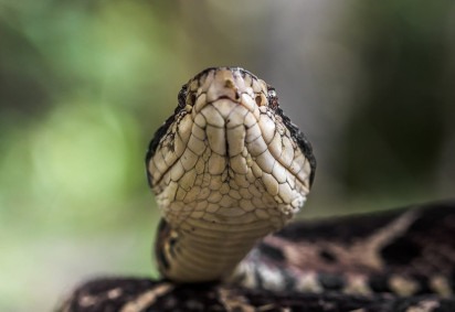 Existem cerca de 400 espécies de cobras no Brasil, sendo 63 peçonhentas. Veja as mais venenosas.  -  (crédito: Rafael Menegucci wikimedia commons )