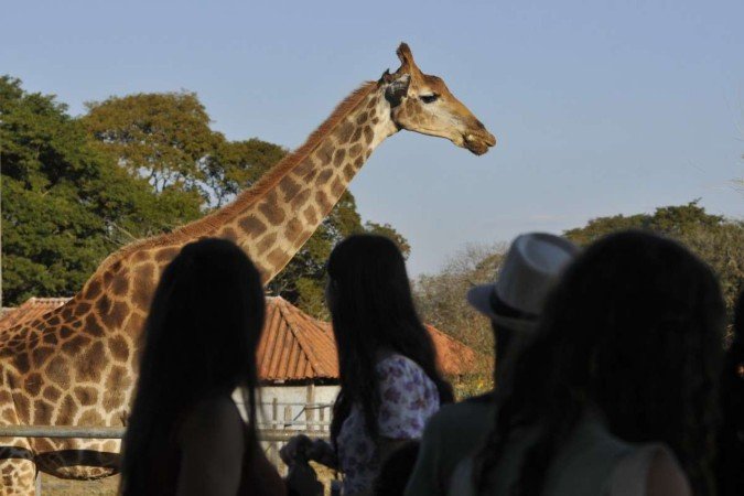 Outra atividade será a "Zoo Experiência", voltada para 120 mulheres sorteadas - (crédito: Minervino Júnior/CB/D.A Press) Outra atividade será a "Zoo Experiência", voltada para 120 mulheres sorteadas - (crédito: Minervino Júnior/CB/D.A Press)