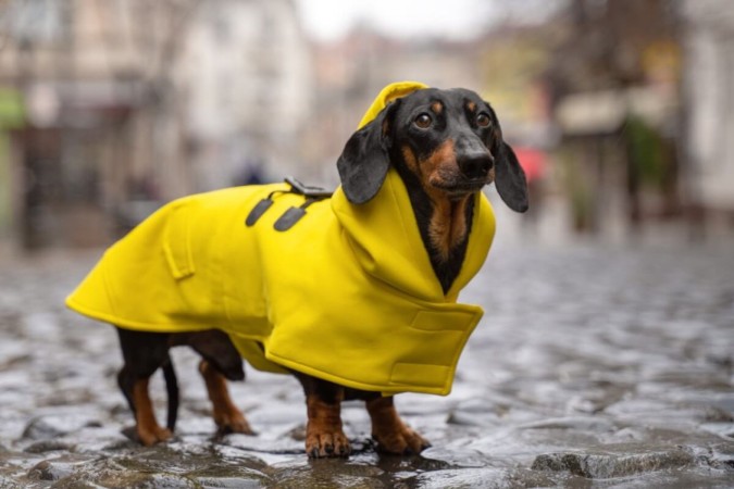 As roupas ajudam a manter o cachorro aquecido no inverno (Imagem: Masarik | Shutterstock) -  (crédito: EdiCase)