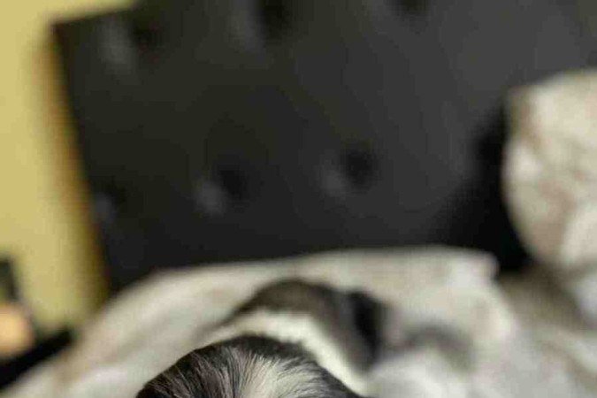 Loli tem 12 anos e é o xodó da tutora Isabela Sobrinho