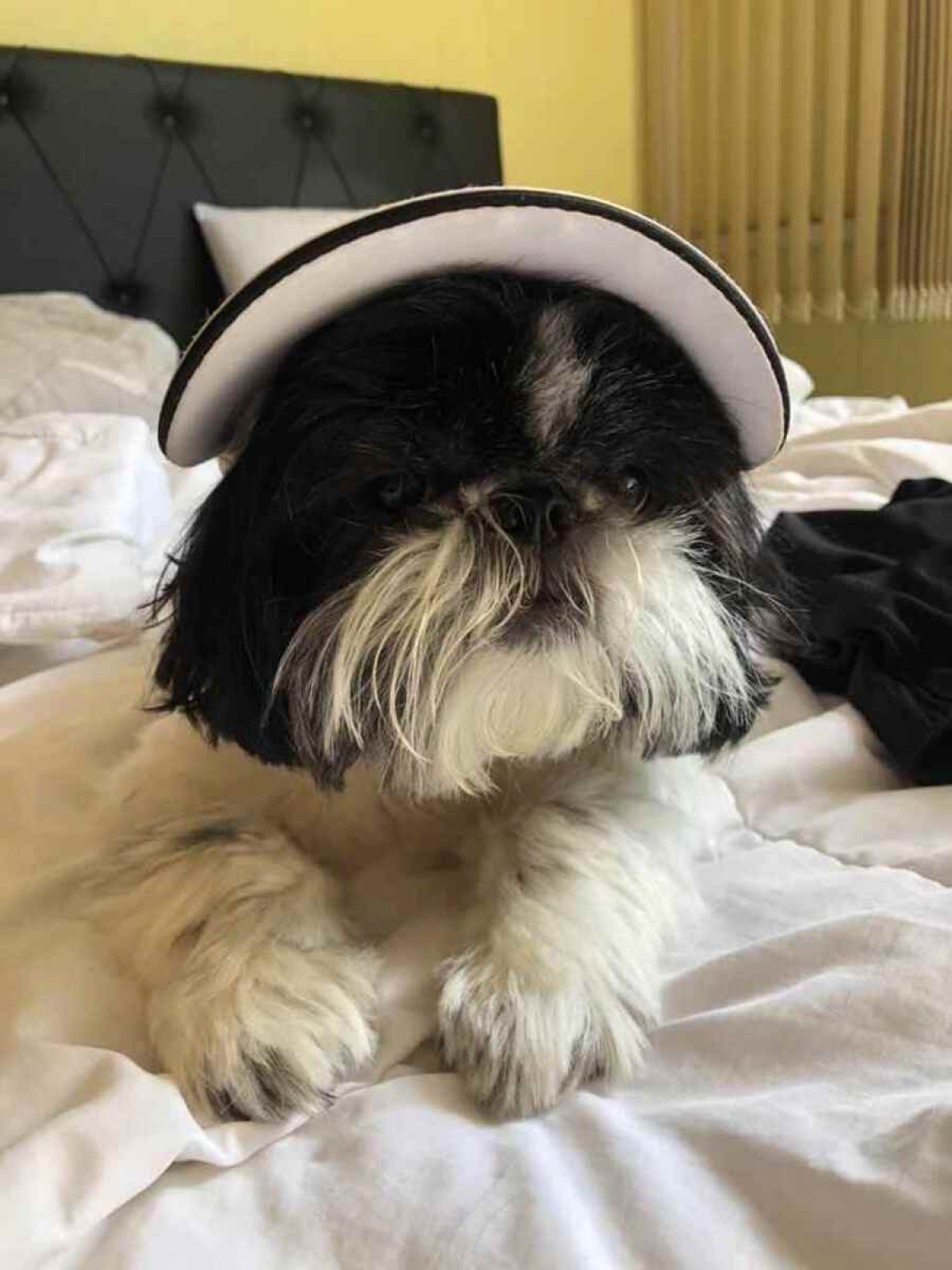 Loli costuma beber muita água durante o período de seca