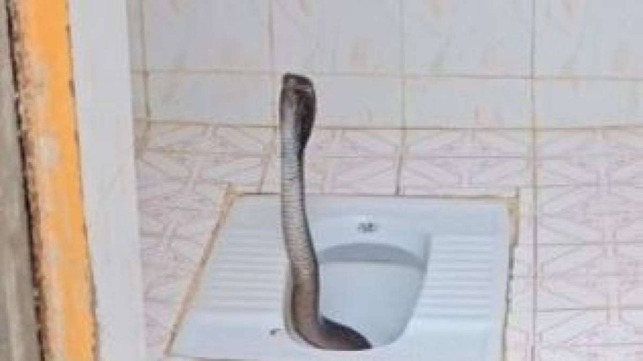 Mulher encontra cobra-rei mortal dentro de banheiro; veja vídeo