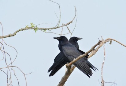 Um estudo curioso feito na Alemanha concluiu que corvos são capazes de contar vocalmente até o número quatro. -  (crédito: Mercier Zeng por Pixabay

)