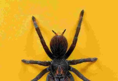 Aranhas mais perigosas do mundo -  (crédito: Julian Schultz/Unsplash)