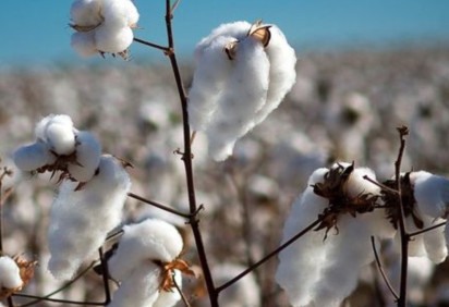 O Brasil tornou-se o maior exportador de algodão do mundo- conforme o FLIPAR publicou em outra galeria. Com isso, o país amplia seu leque de liderança, que agora abrange nove produtos. -  (crédito: Secretaria de Estado de Agricultura, Pecuária e Abastecimento (Seapa),  Divulgação)