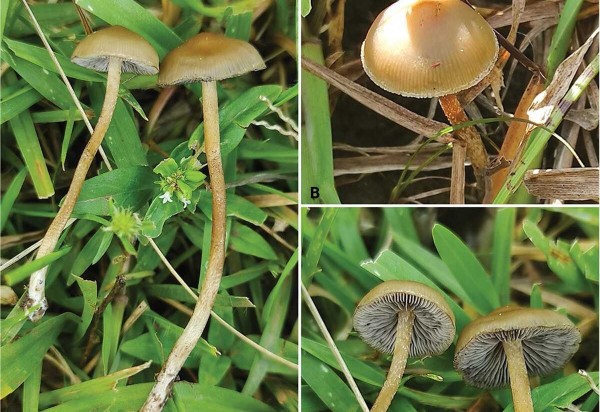 van der Merwe, B., Rockefeller, A., Kilian, A., Clark, C., Sethathi, M., Moult, T., & Jacobs, K. (2024). A description of two novel Psilocybe species from southern Africa and some notes on African traditional hallucinogenic mushroom use. Mycologia, 1–14.