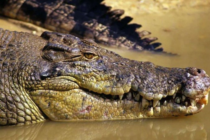 A busca desesperada por criança que desapareceu em águas com crocodilos -  (crédito: BBC Geral)